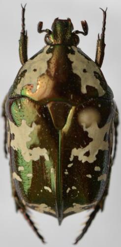 Réf. 267 723 : Protaetia aurichalcea madagassae